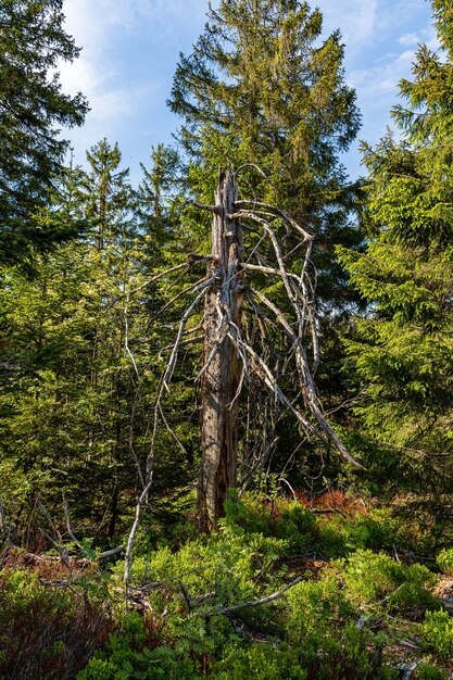 tronco nudo nella foresta