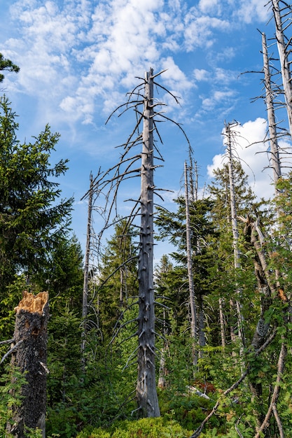 tronco nudo nella foresta