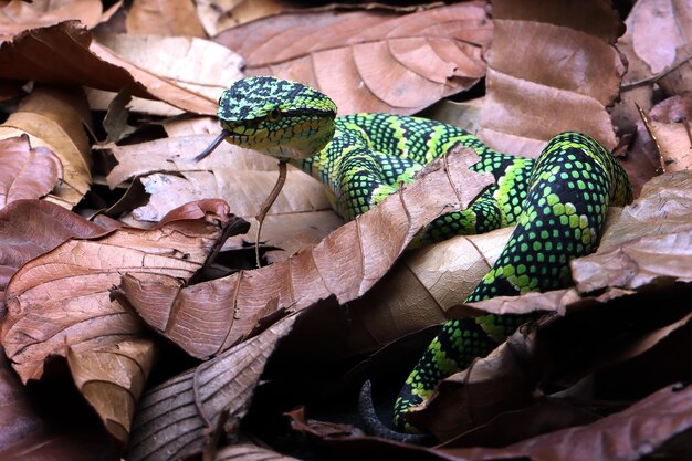 Tropidolaemus wagleri serpente mimetico su foglie secche