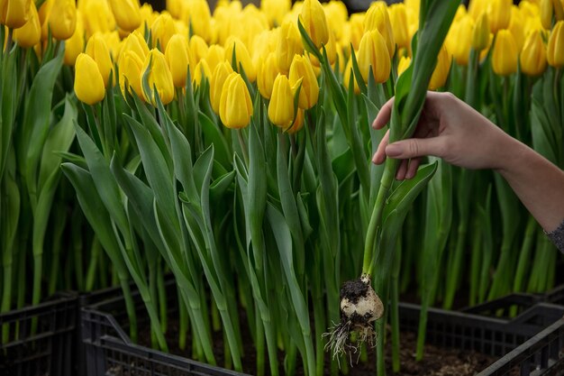 Tulipani in crescita in una produzione artigianale in serra per la tua festa