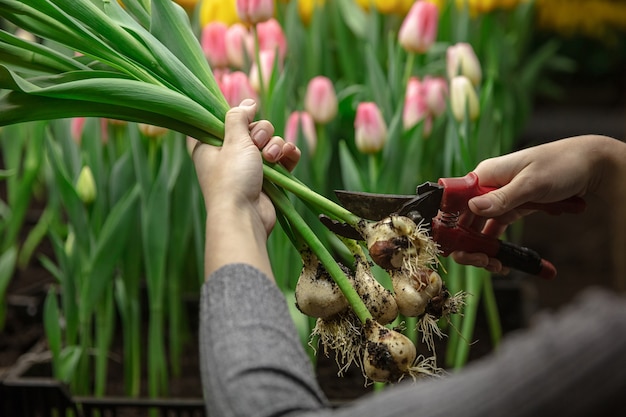 Tulipani in crescita in una serra - produzione artigianale per la tua festa. Fiori primaverili selezionati in teneri colori rosa. Festa della mamma, festa della donna, preparazione per le vacanze, brillante. Creazione di bouquet.