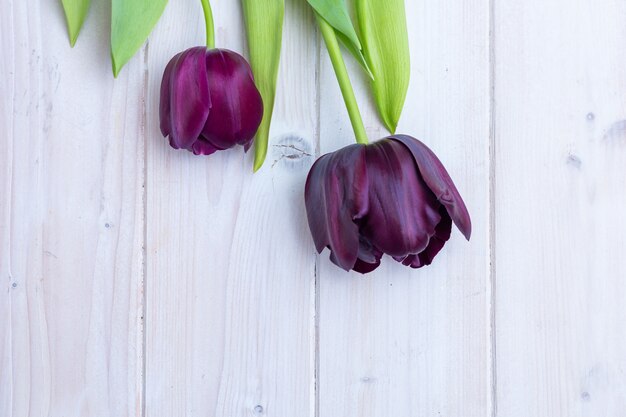 Tulipani neri messi uno accanto all'altro dietro una superficie bianca