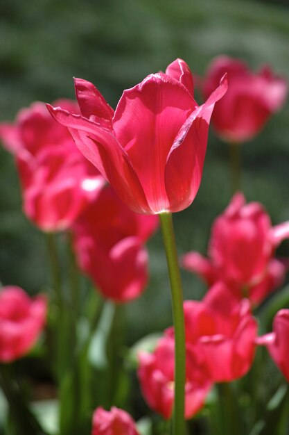 tulipani rossi