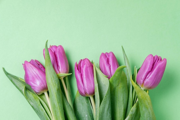 Tulipani viola su sfondo verde Concetto di primavera Vista dall'alto spazio piatto per la copia