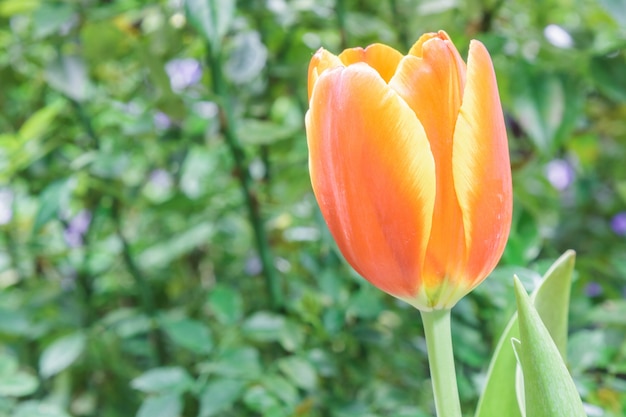 tulipani