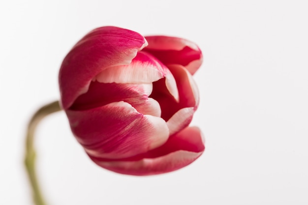 Tulipano aperto rosso isolato su superficie bianca