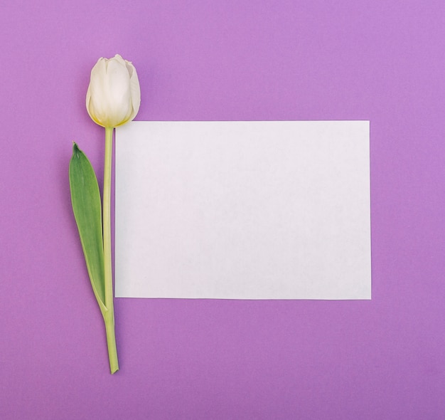 Tulipano bianco con carta bianca vuota su sfondo viola