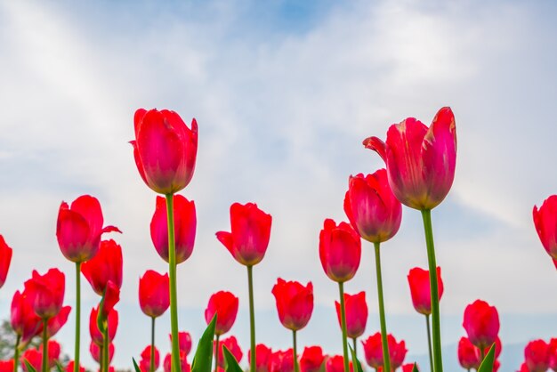 Tulipano foglia sfondo natura giallo