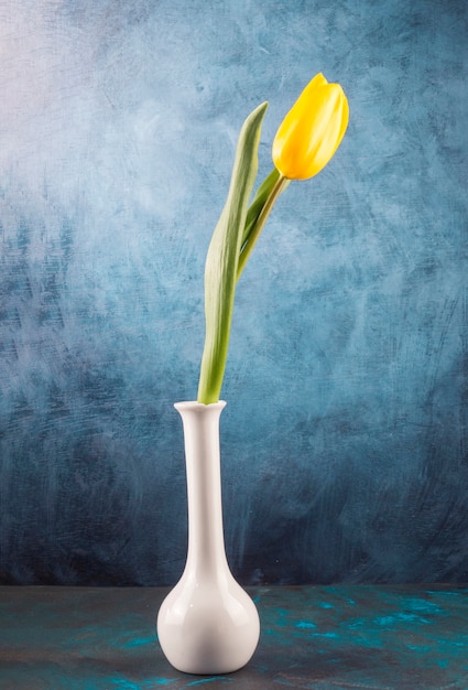 Tulipano singolo fresco posto in vaso elegante