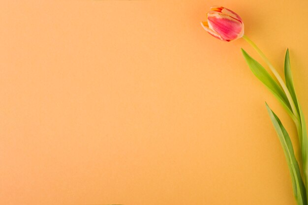 Tulipano su sfondo giallo dorato