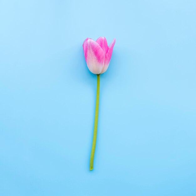 Tulipano tenero rosa sul gambo