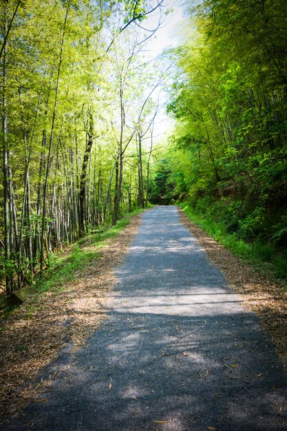 Tunnel alberi di bambù e passerella, quartiere Banna, provincia Nakhonnayok in Thailandia.