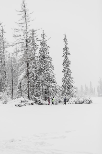 Turisti che camminano nella foresta invernale