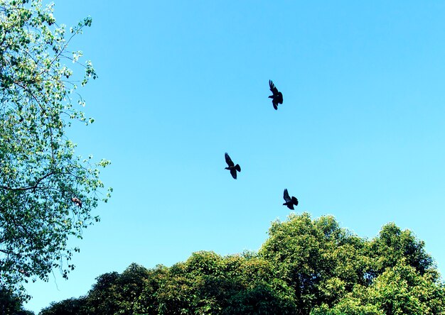 Uccelli che volano nel cielo blu