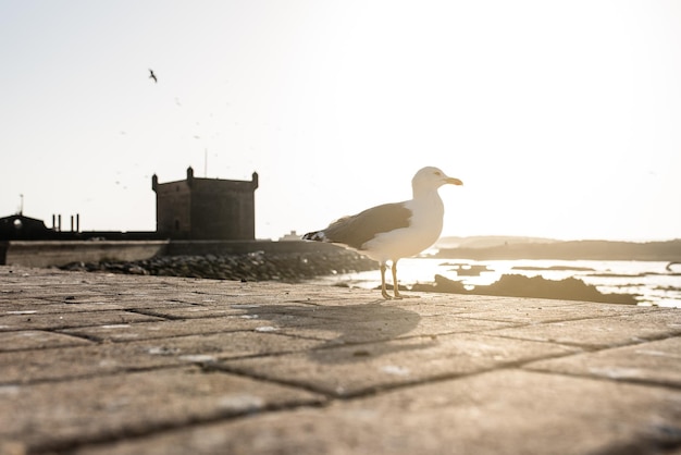 Uccelli del gabbiano ad una torre forte del castello in Essaouira