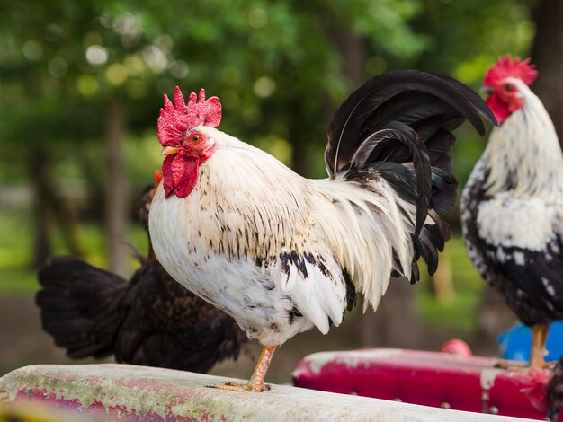 Uccelli dell'azienda agricola del primo piano all'aperto