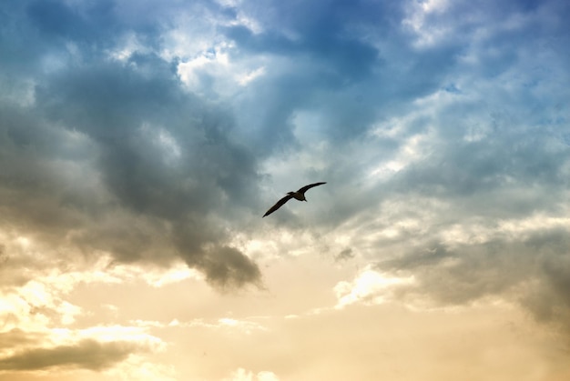 Uccelli e nuvole drammatiche