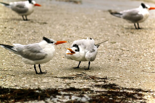 Uccelli marini Sternidae in piedi sulla riva durante il giorno