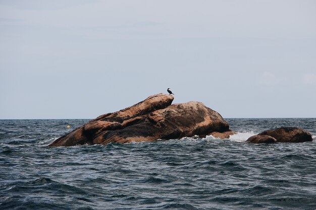 Uccelli seduti su una grossa pietra nel mare