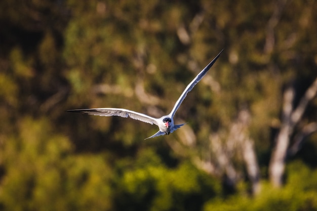 Uccello bianco e nero che vola durante il giorno