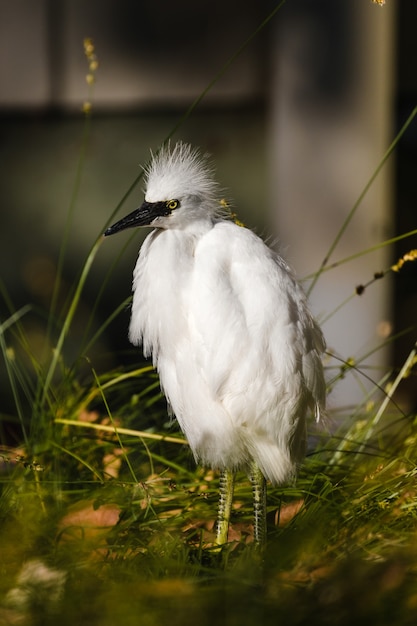 Uccello bianco su erba verde