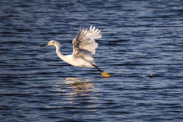 Uccello bianco sull'acqua durante il giorno