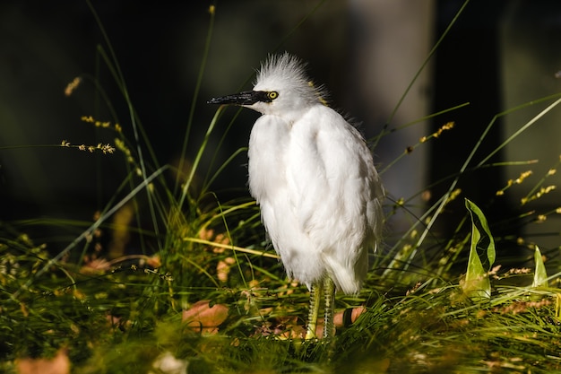 Uccello bianco sull'erba verde durante il giorno