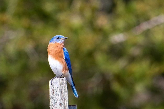 Uccello blu, marrone e bianco seduto su un pezzo di legno dipinto