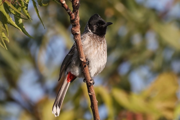 Uccello bulbul con sfiato rosso appollaiato su un ramo di un albero