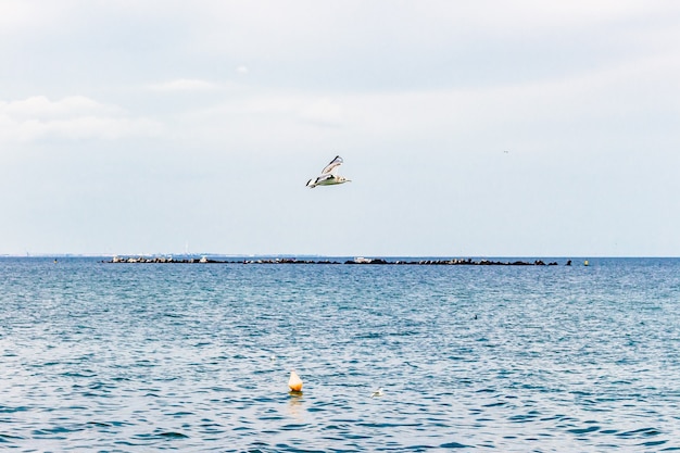 Uccello che sorvola il mare calmo