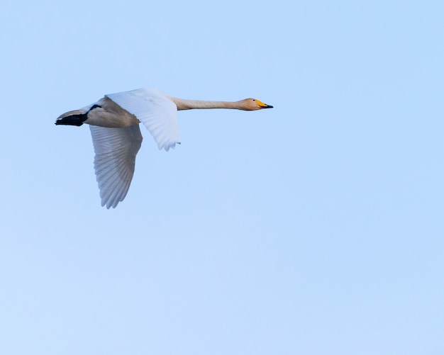 Uccello che vola sopra il cielo