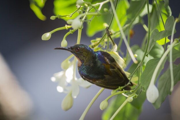 Uccello colorato con becco lungo sull'albero