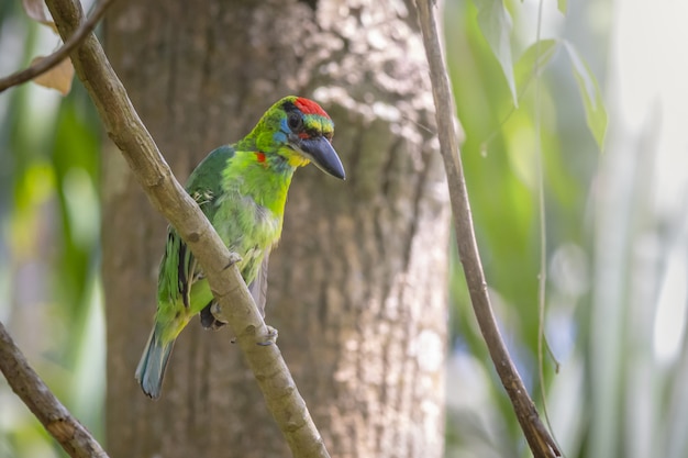 Uccello colorato seduto sul ramo di un albero
