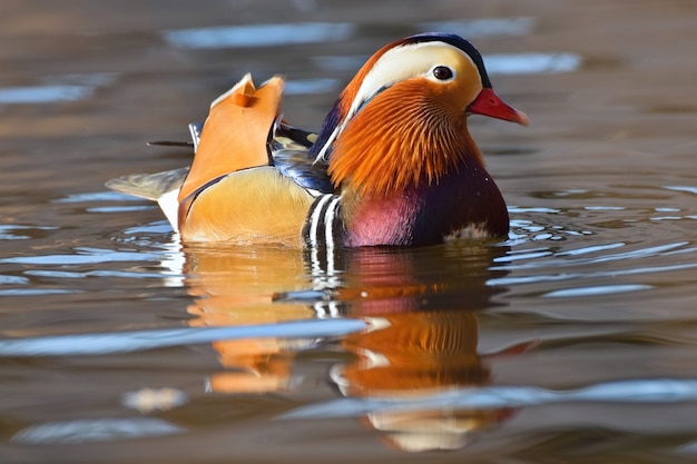 Uccello da vicino il nuoto