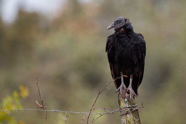 uccello del pantanal nell'habitat naturale