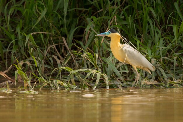 uccello del sud america nell'habitat naturale