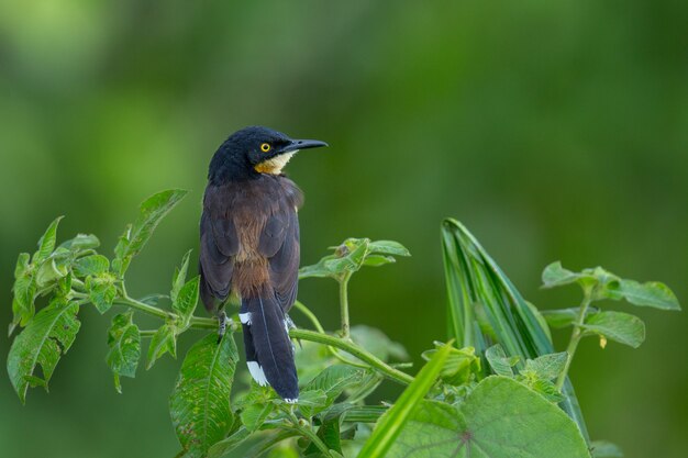 uccello del sud america nell'habitat naturale