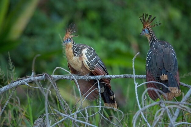 uccello del sud america nell'habitat naturale