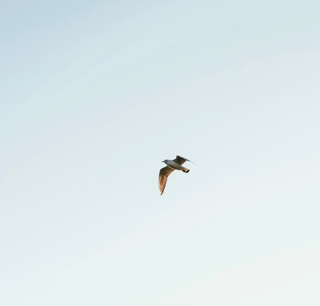 Uccello di angolo basso nel cielo