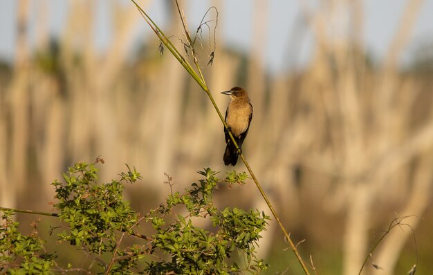 Uccello di gruccione marrone appollaiato su un ramo