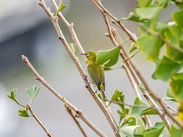 Uccello esotico sveglio che sta su un ramo di albero in mezzo alla foresta