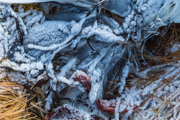 Uccello ferito sul terreno coperto di neve