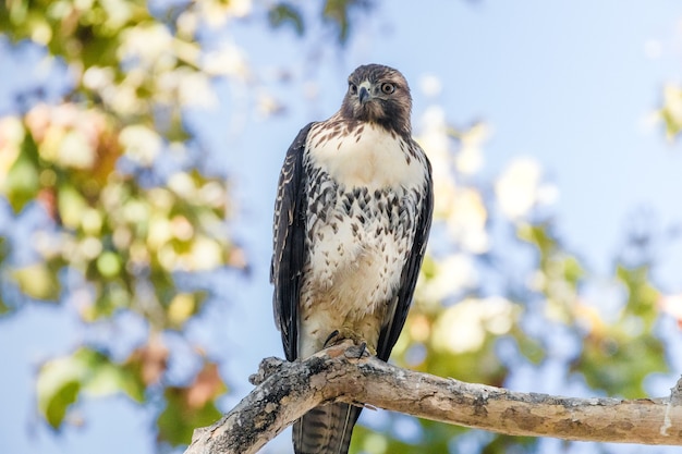 Uccello in bianco e nero sul ramo di un albero marrone durante il giorno