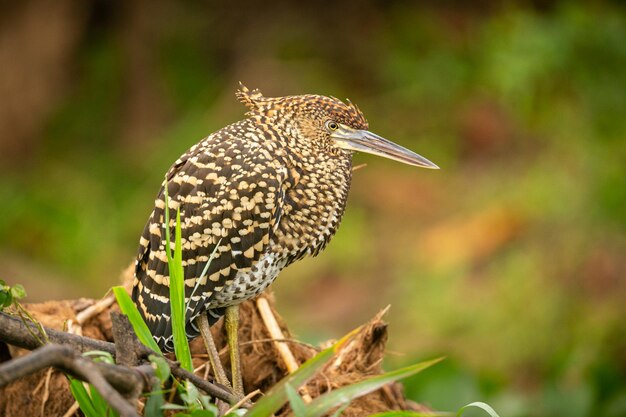 Uccello maestoso e colorato nell'habitat naturale Uccelli del Pantanal settentrionale selvaggio brasil fauna brasiliana piena di giungla verde natura sudamericana e natura selvaggia