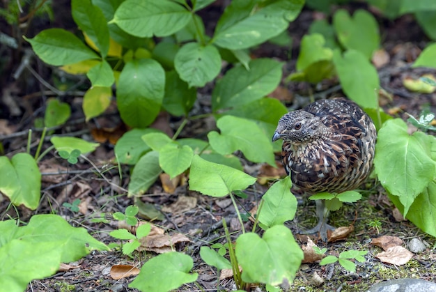 Uccello marrone e nero in piedi sul terreno circondato da molte foglie verdi