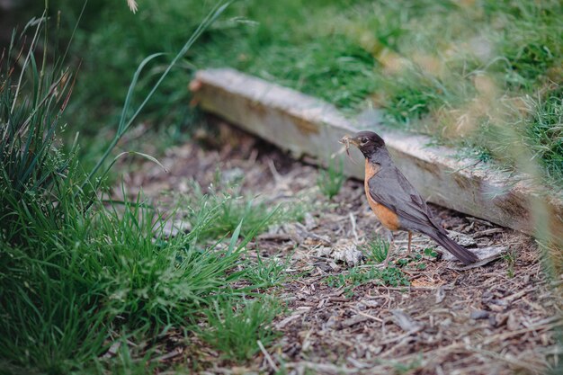 Uccello marrone e nero sull'erba verde durante il giorno