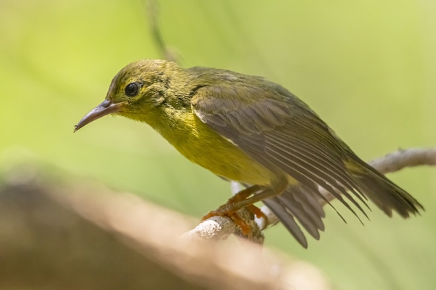 Uccello marrone e verde sul ramo di un albero