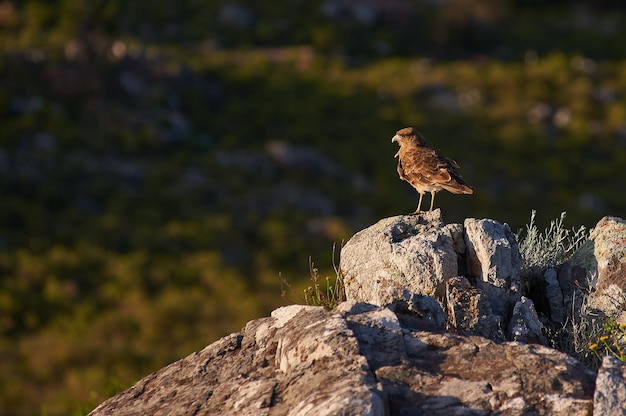 uccello marrone in piedi su una roccia