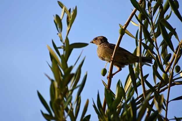 Uccello nell'oliveto