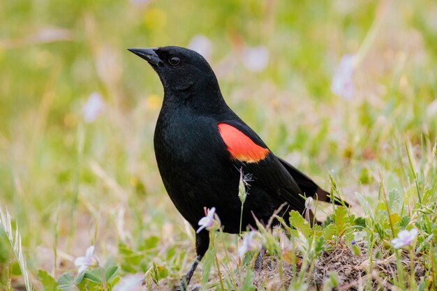 Uccello nero e arancione sull'erba verde durante il giorno